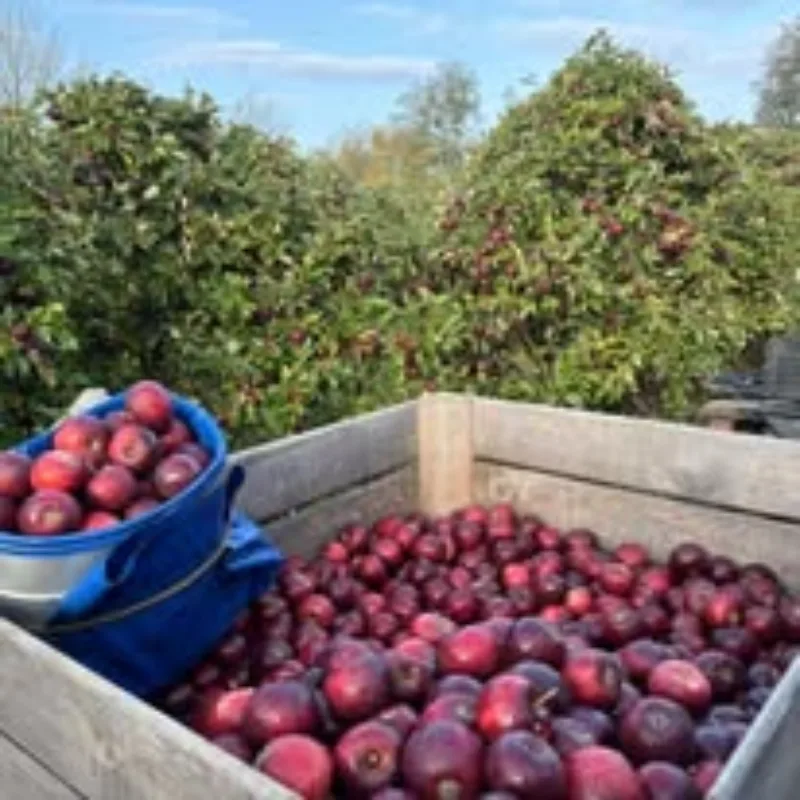 Fra Båring Vig Frugtplantage