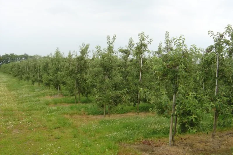 Fra Egeby Frugtplantage