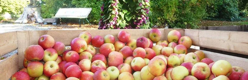 Fra Frugtplantagen Lyby Strand