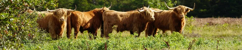 Fra Guldager Highland Cattle