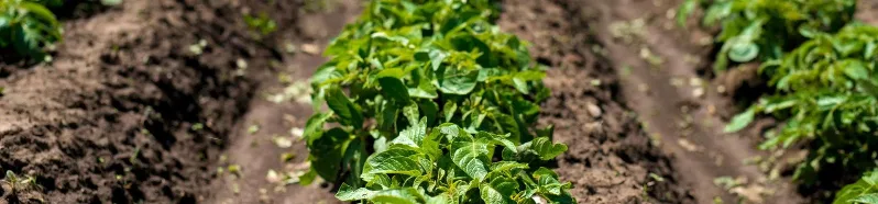 Fra Kildebrønde Frugtplantage