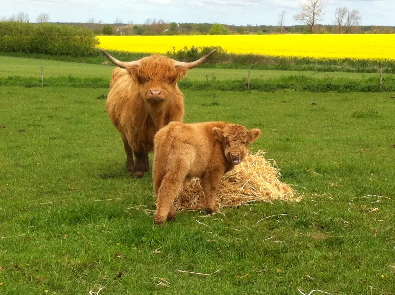Fra Kildegaarden Highland Cattle - Gårdbutik