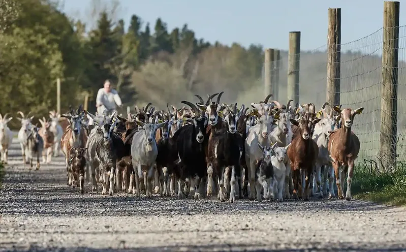 Fra Lille Raneladegård
