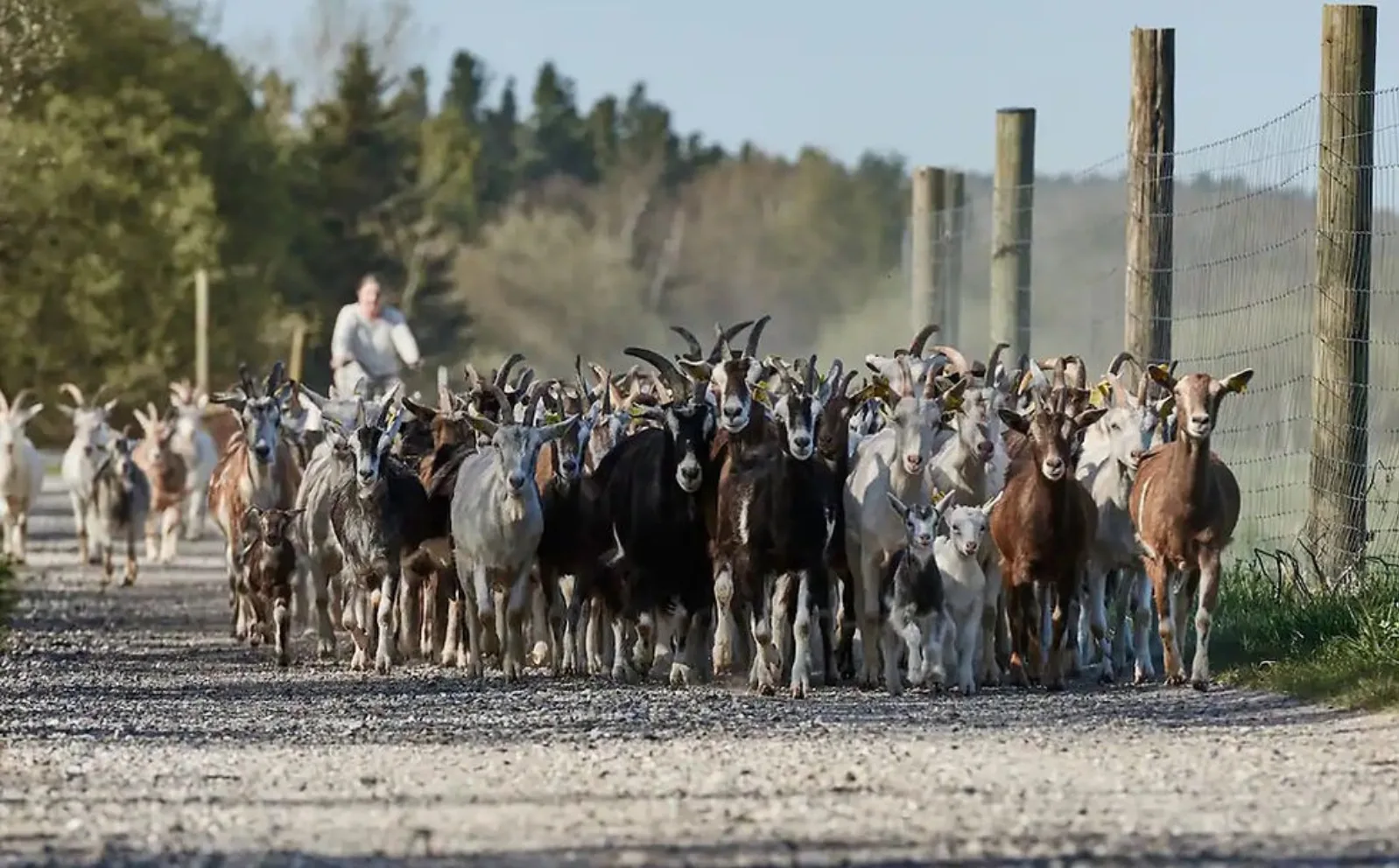 Billede fra Lille Raneladegård