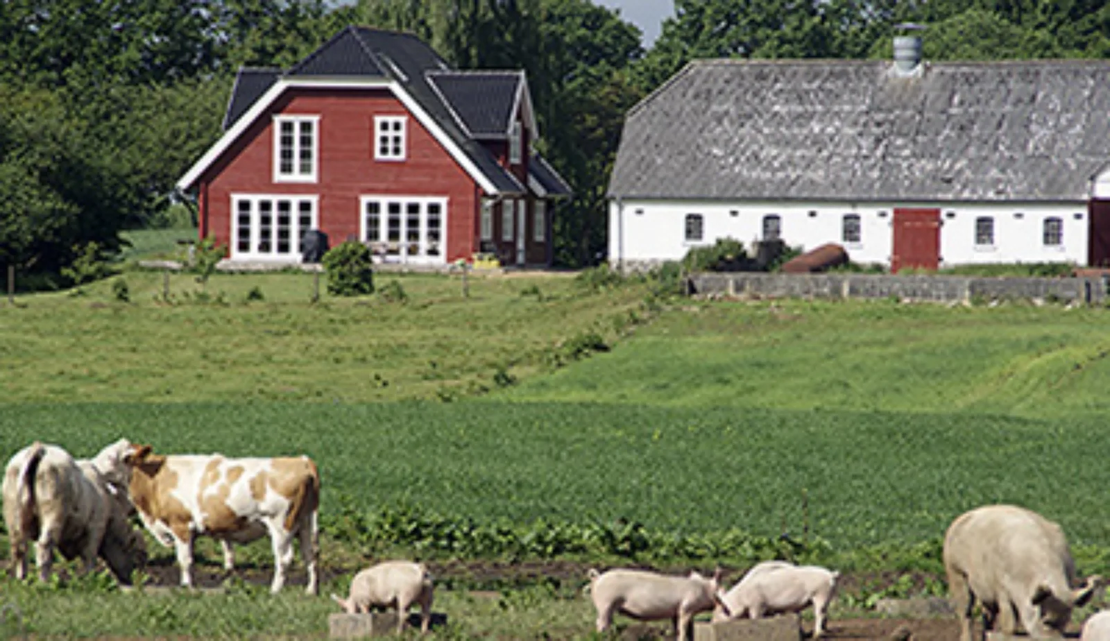 Billede fra Rydskovgaard